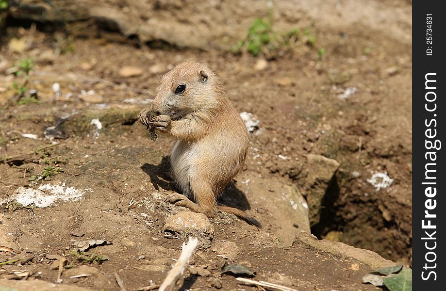 A baby Black-Tailed Parie Dog feeding