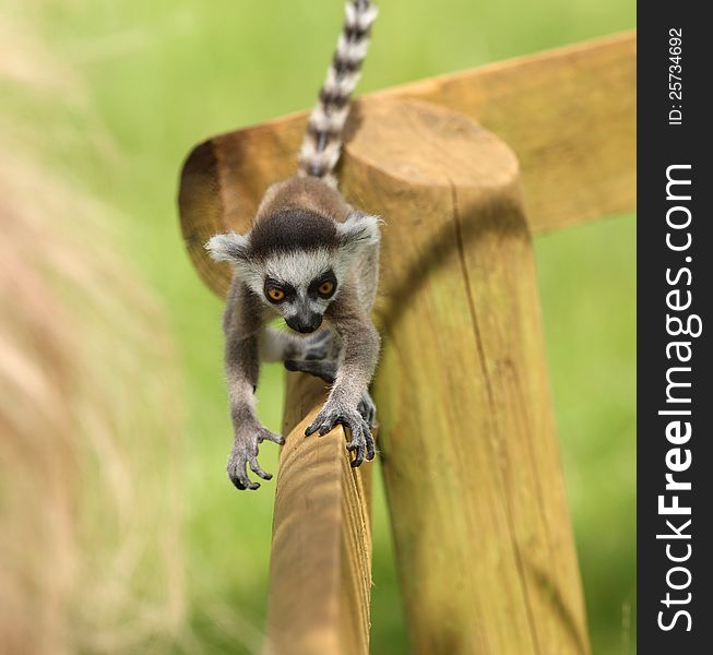 Baby Ring-Tailed Lemur