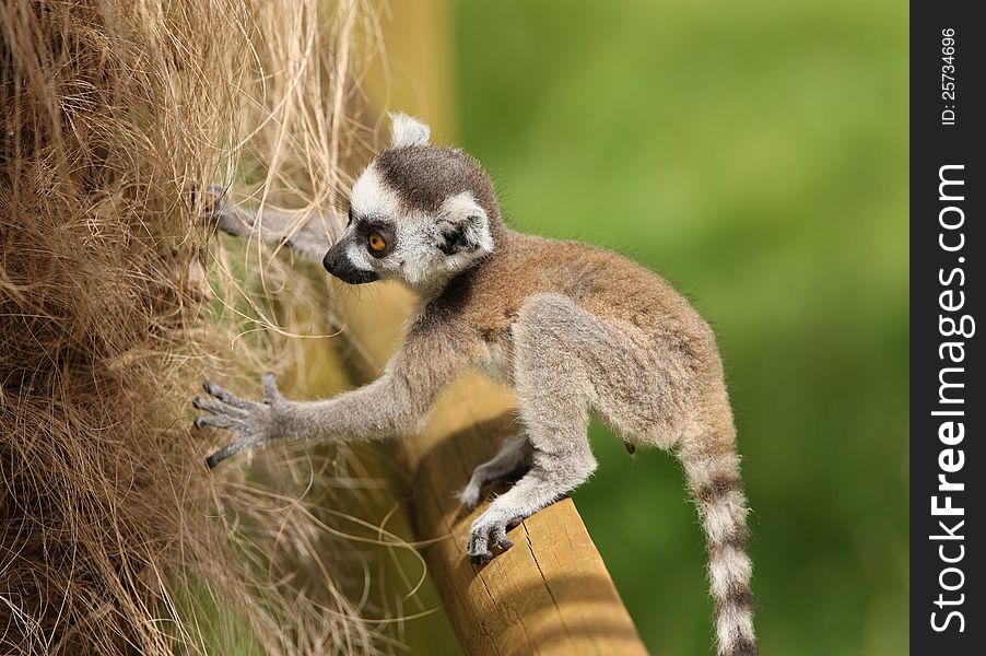 Close up of a baby Ring-Tailed Lemur learning to climb