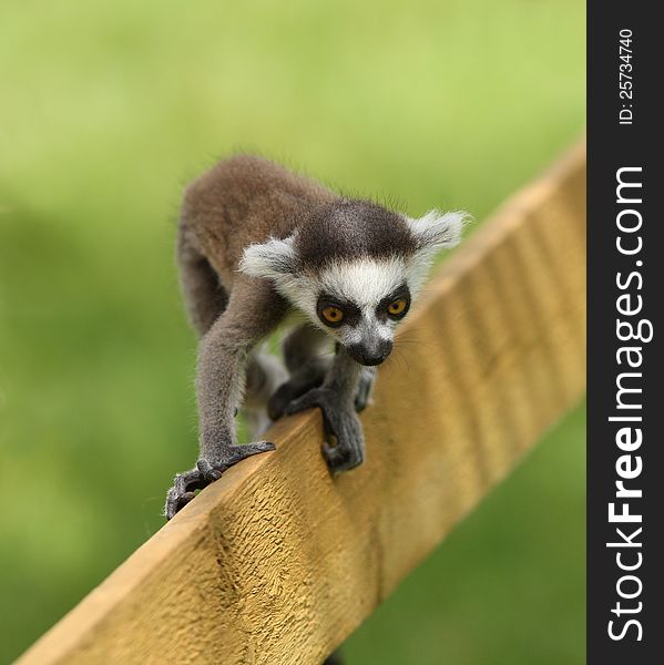 Close up of a baby Ring-Tailed Lemur learning to climb