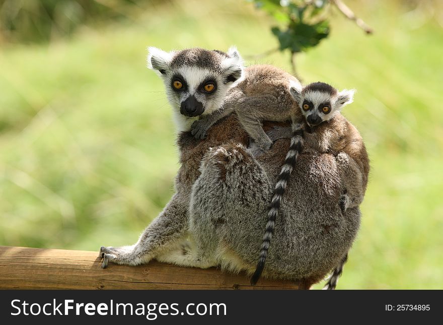 Close up of a mother Ring-Tailed Lemur and her babies