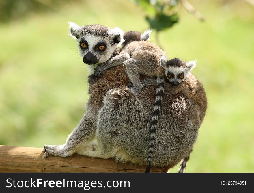 Close up of a mother Ring-Tailed Lemur and her babies