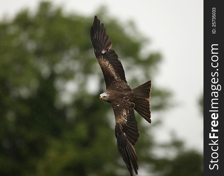 Close up of a Black Kite in flight in the rain