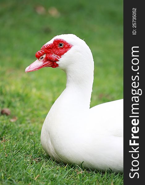 White Muscovy Duck sleeping in the grass thailand