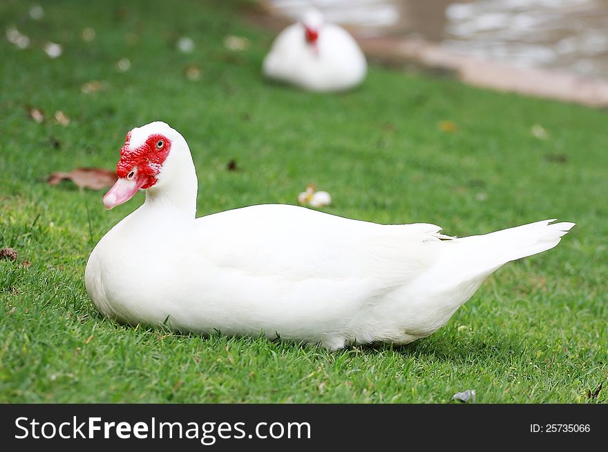 Muscovy Duck looking me in the grass. Muscovy Duck looking me in the grass
