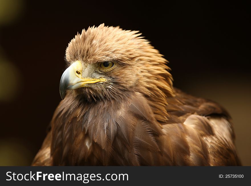 Portrait of a Golden Eagle with a dark  blurred background