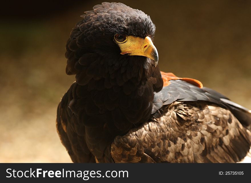 Portrait of a Harris Hawk with blurred background