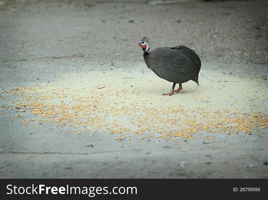 Helmeted Guineafowl &#x28;Numida meleagris&#x29