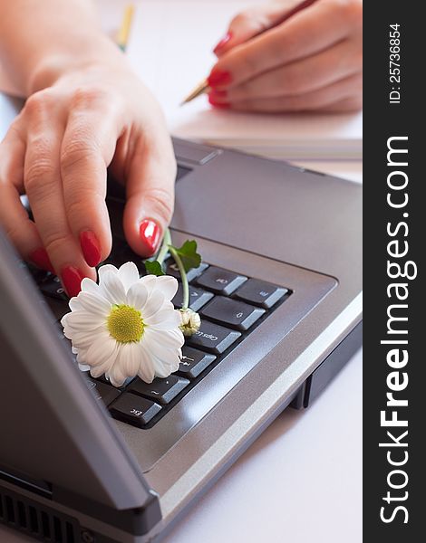 Female hands with red nails on the keyboard and notebook, white flower. Female hands with red nails on the keyboard and notebook, white flower