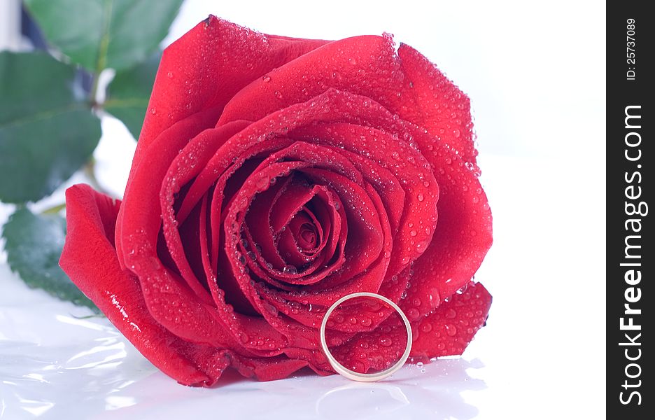 Red rose with a ring with jewels. Isolated on white. Red rose with a ring with jewels. Isolated on white