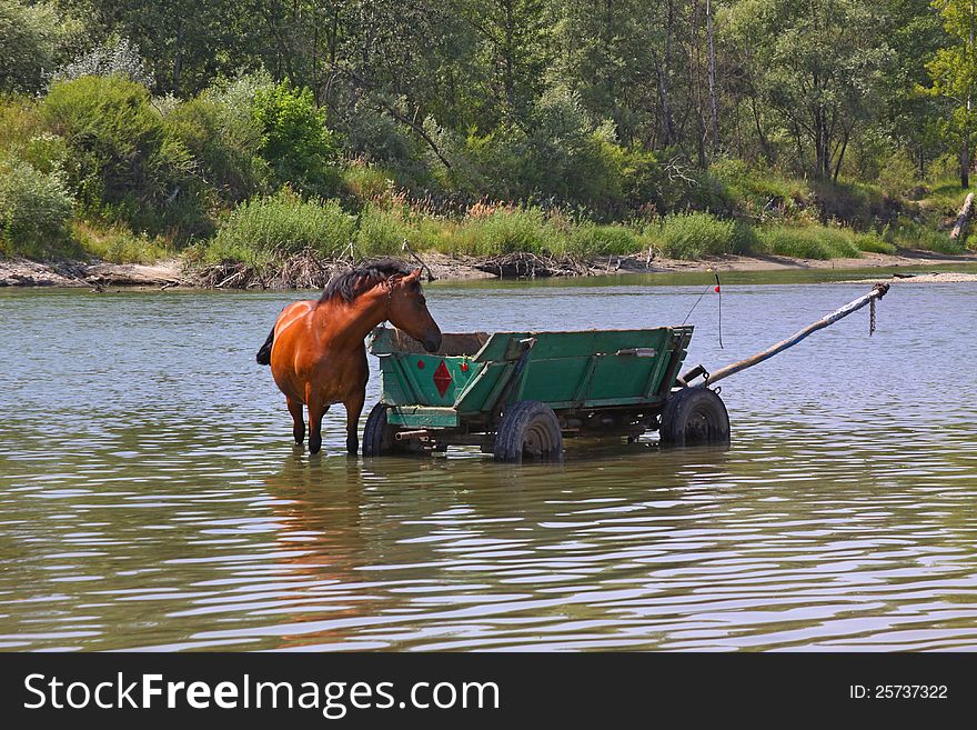 A Horse Is In The River