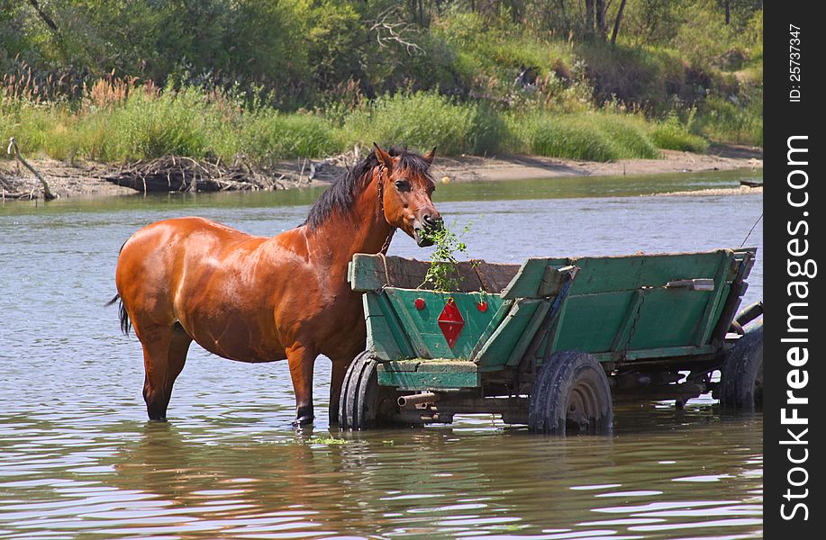 A horse is in the river