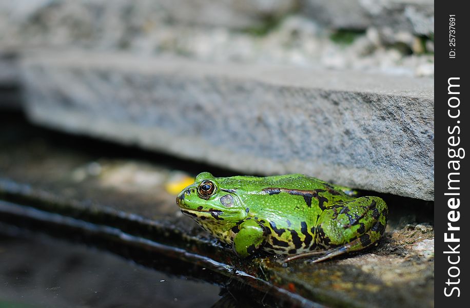 Frog On The Rocks Near A Pond