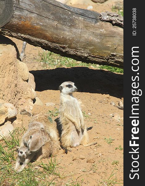 Meerkat sitting on sand in the sunny day. Meerkat sitting on sand in the sunny day.