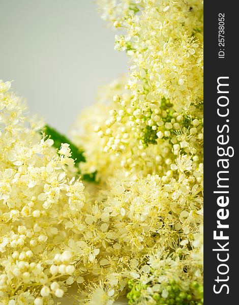 Meadowsweet Bouquet