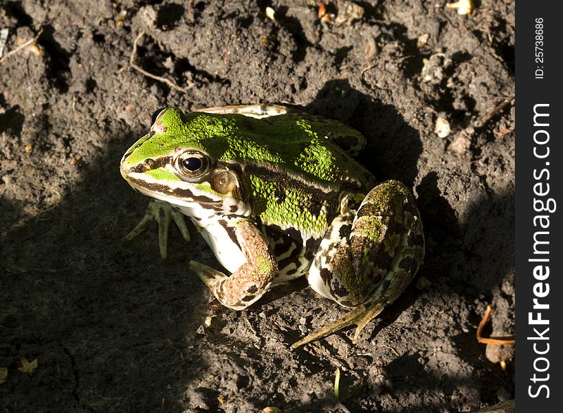 Pool Frog (Pelophylax lessonae) sitting on the ground. Close up. Pool Frog (Pelophylax lessonae) sitting on the ground. Close up
