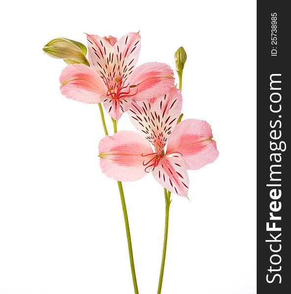 Two flowers isolated on white background. Alstroemeria
