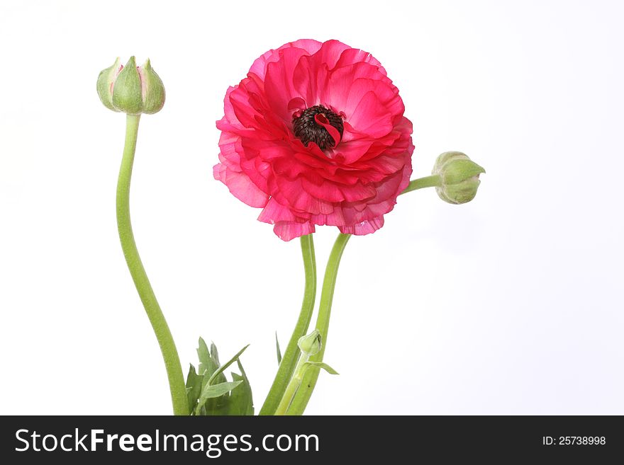 Beautiful Floral isolated on white background. Beautiful Floral isolated on white background