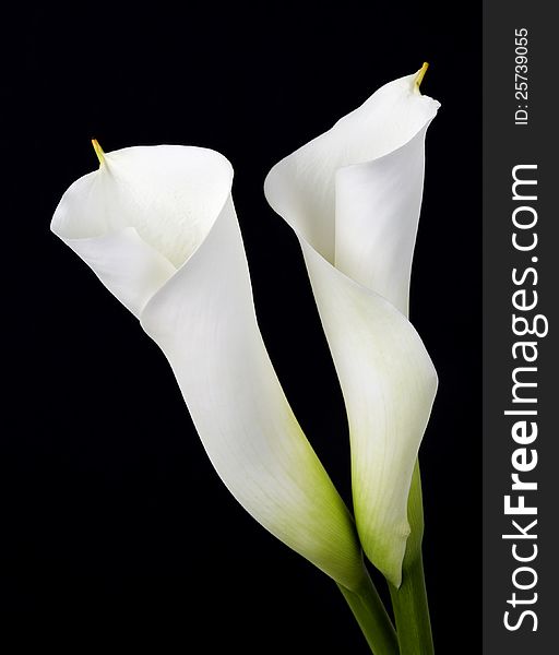 White calla lilies, over black background. White calla lilies, over black background