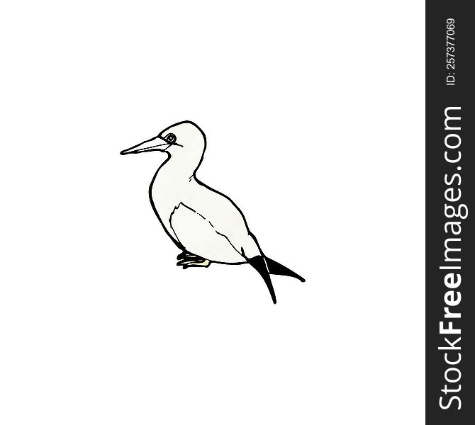 sea bird illustration