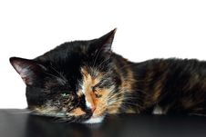 Sleepy Cat Royalty Free Stock Photography Sleepy Cat Royalty Free Stock Photography