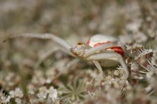 Crab Spider Royalty Free Stock Photo