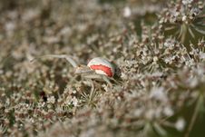 Crab Spider Stock Photography