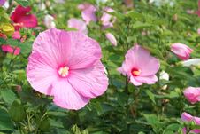 Hibiscus Stock Photography Hibiscus Stock Photography