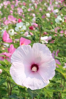 Hibiscus Stock Image Hibiscus Stock Image