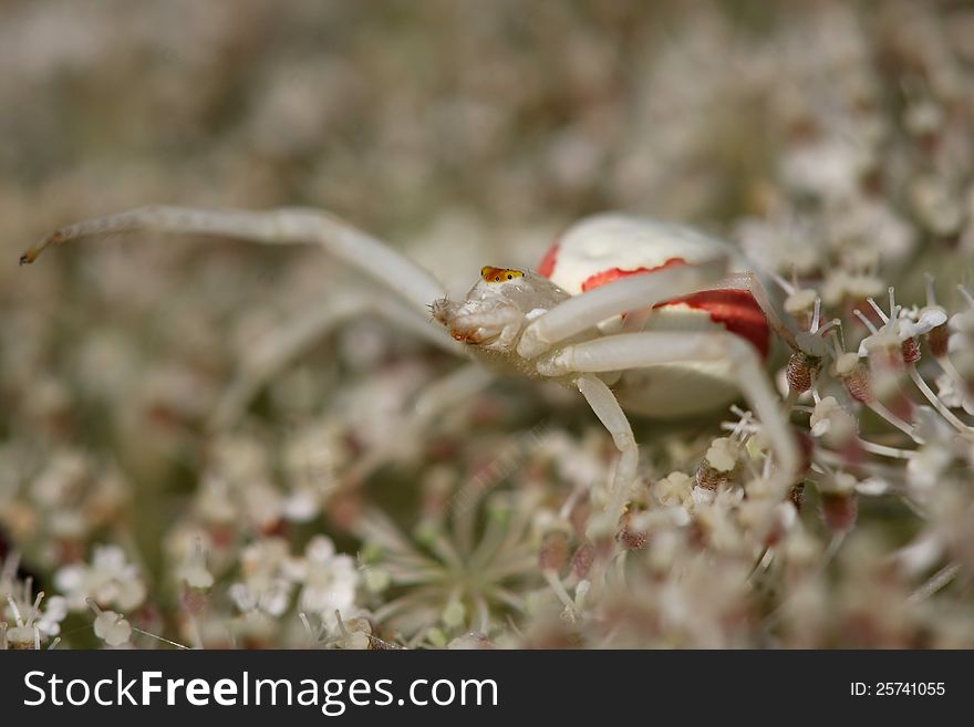 Crab spider on Queen Anne's Lace or Wild Carrot flower