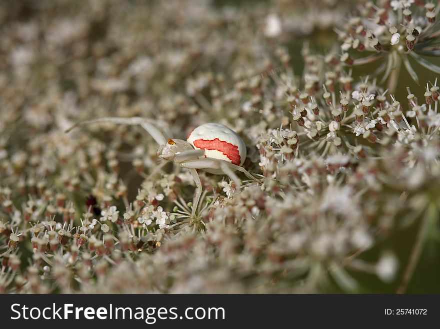 Crab spider on Queen Anne's Lace or Wild Carrot flower