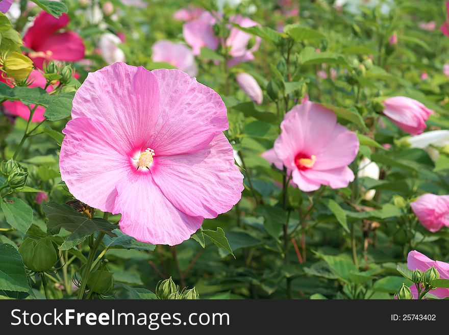 The close-up of flower of hibiscus. Scientific name: Hibiscus moscheutos