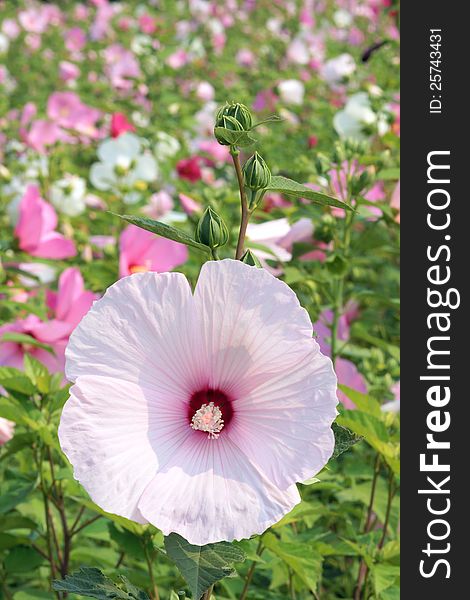 The close-up of flower of hibiscus. Scientific name: Hibiscus moscheutos