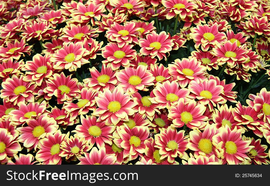 A Floral Background of Yellow Orinoco Flowers.