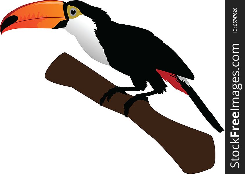 Beautiful toucan on branch color illustration