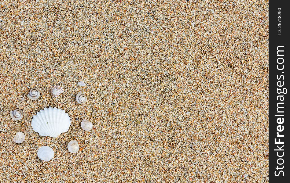 Ring of sea shells in the sand.