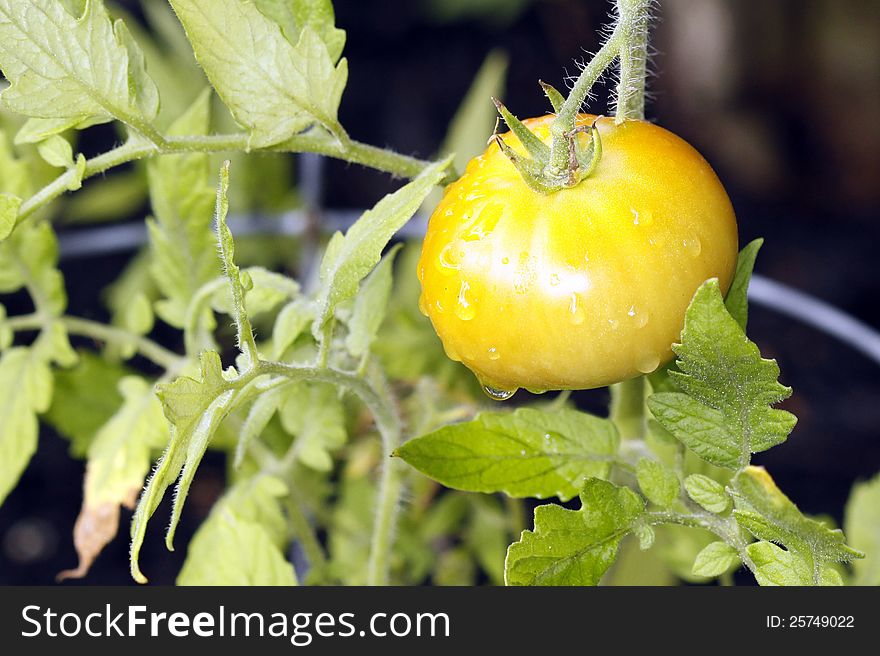 Tomato on the vine starting to ripen to an orange-yellow color, with water droplets on the tomato.