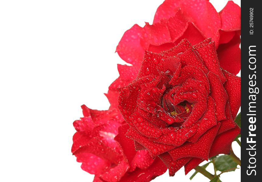 Red roses isolated on white background