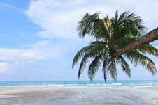 Coconut Tree On The Beach Stock Images Coconut Tree On The Beach Stock Images