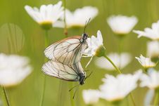 Two Black-veined White Royalty Free Stock Images Two Black-veined White Royalty Free Stock Images