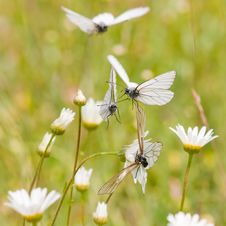 Black-veined White In A Flower Meadow Stock Photos Black-veined White In A Flower Meadow Stock Photos