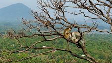 Monkeys Grooming In A Tree Royalty Free Stock Photos Monkeys Grooming In A Tree Royalty Free Stock Photos
