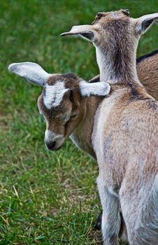Sleeping Goat Kid Stock Images Sleeping Goat Kid Stock Images