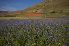 Field Of Blue Flowers Stock Photos Field Of Blue Flowers Stock Photos