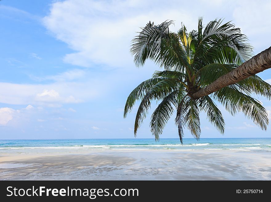 Coconut Tree on the beach, Koh Kood Island, Thailand