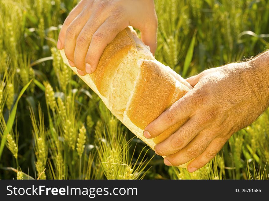 Fresh bread in the hands-agriculture