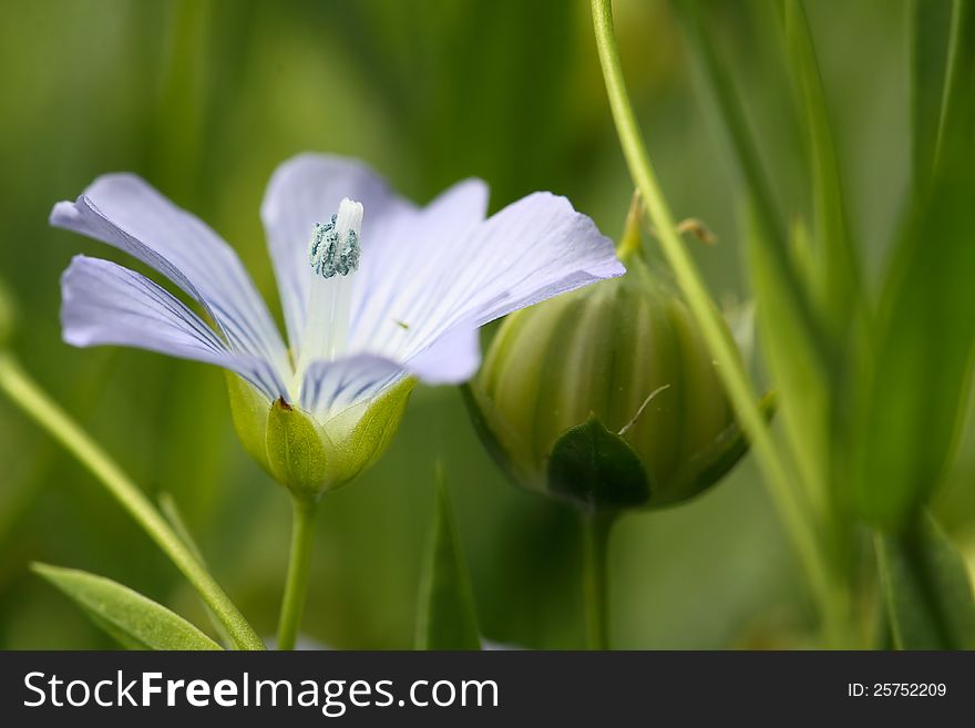 Wild Western Blue Flax flowers