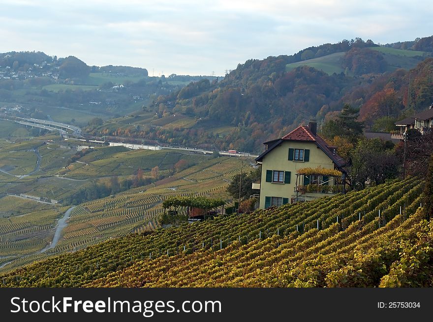A vineyard in autumn, Lausanne, Switzerland