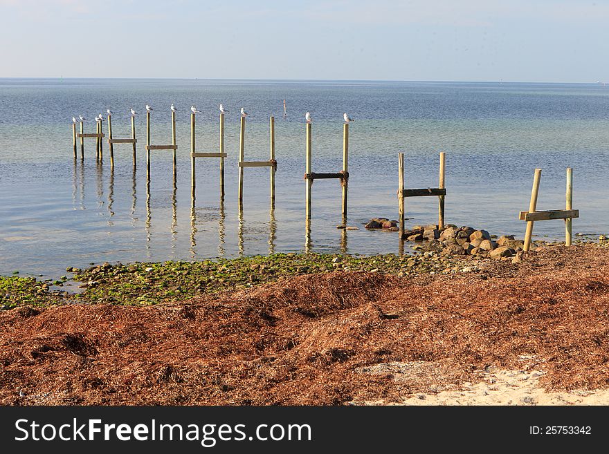 Wooden stilts on the coast in Copenhagen Denmark. Wooden stilts on the coast in Copenhagen Denmark