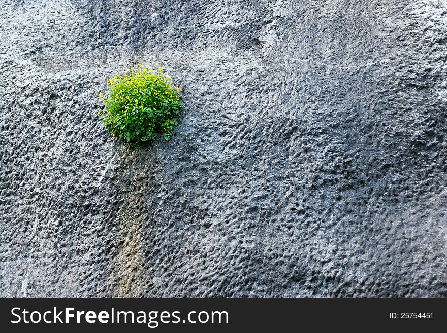 Strong and beautiful flowers have pushed through the wall. Strong and beautiful flowers have pushed through the wall